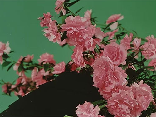 阿兰：春日序曲