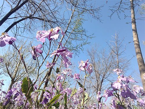 教育主题诗歌的艺术突破——评郁东的“新新诗”《在青山古树下听鸟鸣》