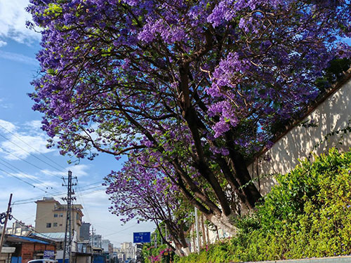 李天永：花漫南华