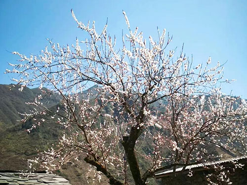 鲁丽雪｜老杏树的流年
