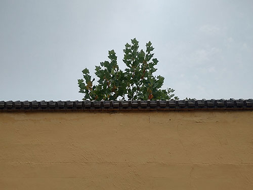 从事物的内部和细微处寻找诗意及真谛——由河南诗人剑心的《石壕村叙事（五首）》想到的