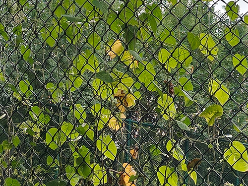 黄发能丨藤缠玉架绕金秋