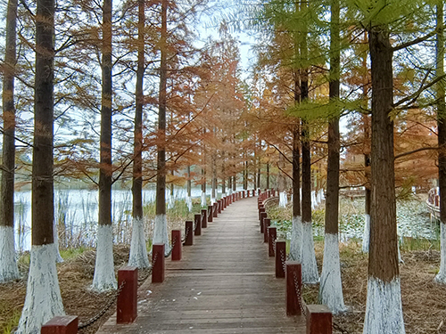 黄发能丨泸西县黄草洲湿地的初冬
