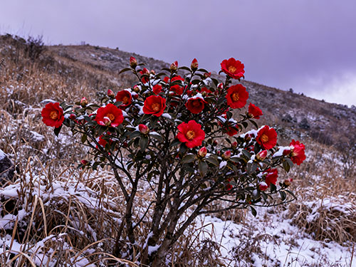 卞育能｜茶花红艳艳（外三首）