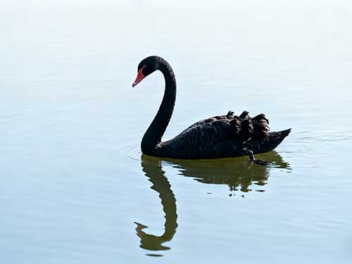 黄发能丨一只漂亮的黑天鹅
