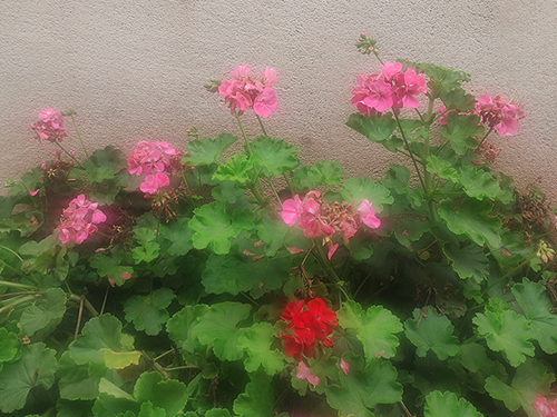 卞育能｜温润的五月（组诗）