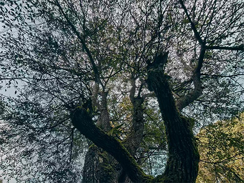 李正洪｜故乡的红军树