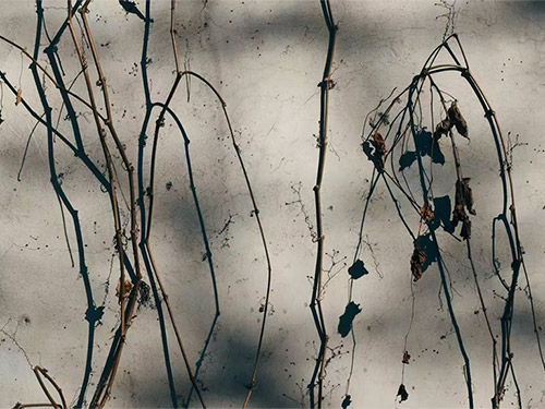 当代彝族女性散文选｜陈阿依散文：暖（外2篇）