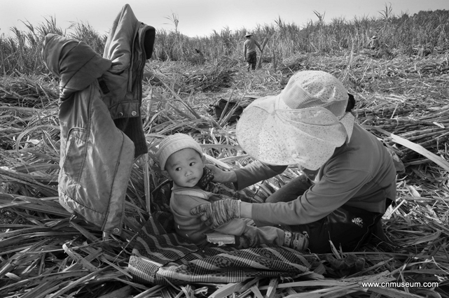 08-成功《砍蔗的水族、苗族农民工——南飞的新“候鸟”》06.jpg